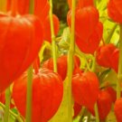 CHINESE LANTERN Physalis Alkekengi - 200 Bulk Seeds FJ CHINESE LANTERN Physalis Alkekengi - 200 Bulk Seeds FJ