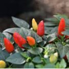 CHILI PEPPER ORNAMENTAL PRAIRIE FIRE Capsicum Annuum - 100 Bulk Seeds FJ