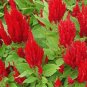 CELOSIA NANA GLITTERS SCARLET RED Celosia Plumosa - 250 Bulk Seeds FJ