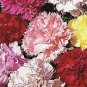 CARNATION CHABAUD PICOTEE MIXED COLORS Dianthus Caryophyllus - 200 Bulk Seeds FJ