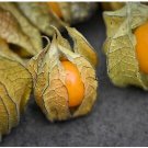 CAPE GOOSEBERRY Physalis Peruviana- 200 Bulk Seeds FJ