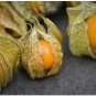 CAPE GOOSEBERRY Physalis Peruviana- 200 Bulk Seeds FJ