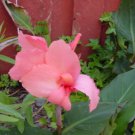 CANNA ROSE Canna x Generalis - 50 Bulk Seeds FJ