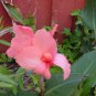 CANNA ROSE Canna x Generalis - 50 Bulk Seeds FJ