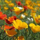 CALIFORNIA POPPY MIXED COLORS Eschscholzia Californica - 15,000 Bulk Seeds FJ
