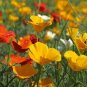 CALIFORNIA POPPY MIXED COLORS Eschscholzia Californica - 15,000 Bulk Seeds FJ