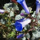 CALIFORNIA BLUEBELL Phacelia Campanularia - 2,000 Bulk Seeds FJ