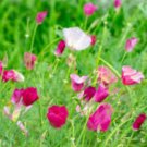 CALIFORNIA POPPY CARMINE Eschscholzia Californica - 15,000 Bulk Seeds FJ