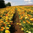CALENDULA PACIFIC BEAUTY Calendula Officinalis - 2,000 Bulk Seeds FJ