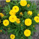 CALENDULA GOLDEN EMPEROR Calendula Officinalis - 200 Bulk Seeds FJ