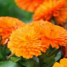 CALENDULA ORANGE KING Calendula Officinalis - 200 Bulk Seeds FJ