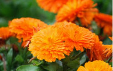 CALENDULA ORANGE KING Calendula Officinalis - 200 Bulk Seeds FJ