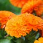 CALENDULA ORANGE KING Calendula Officinalis - 200 Bulk Seeds FJ
