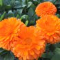 CALENDULA ORANGE KING Calendula Officinalis - 200 Bulk Seeds FJ