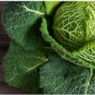 CABBAGE SAVOY PERFECTION Brassica Oleracea - 500 Bulk Seeds FJ