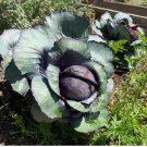 CABBAGE RED ACRE Brassica Oleracea - 500 Bulk Seeds FJ