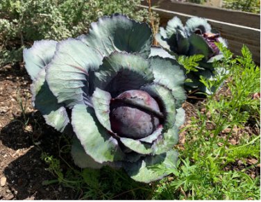 CABBAGE RED ACRE Brassica Oleracea - 500 Bulk Seeds FJ