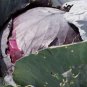 CABBAGE RED ACRE Brassica Oleracea - 500 Bulk Seeds FJ