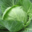 CABBAGE DANISH BALLHEAD Brassica Oleracea - 1,000 Bulk Seeds FJ