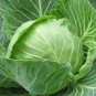 CABBAGE DANISH BALLHEAD Brassica Oleracea - 1,000 Bulk Seeds FJ