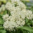 BUTTERFLY WEED WHITE Asclepias Incarnata - 200 Bulk Seeds FJ