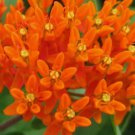 BUTTERFLY WEED ORANGE Asclepias Tuberosa - 200 Bulk Seeds FJ