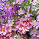 BUTTERFLY FLOWER ANGEL WINGS Schizanthus x Wisetonensis - 1,000 Bulk Seeds FJ