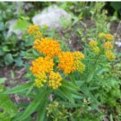 BUTTERFLY WEED HELLO YELLOW Asclepias Tuberosa - 25 Seeds FJ