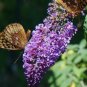 BUTTERFLY BUSH VIOLET Buddleia Davidii - 200 Bulk Seeds FJ