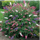 BUTTERFLY BUSH MIXED COLORS Buddleia Davidii - 200 Bulk Seeds FJ