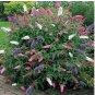 BUTTERFLY BUSH MIXED COLORS Buddleia Davidii - 200 Bulk Seeds FJ