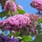 BUTTERFLY BUSH MIXED COLORS Buddleia Davidii - 200 Bulk Seeds FJ