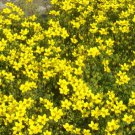 BUR MARIGOLD Bidens Aurea - 500 Bulk Seeds FJ