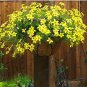 BUR MARIGOLD Bidens Aurea - 500 Bulk Seeds FJ
