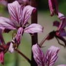 BURNING BUSH Dictamnus Fraxinella - 100 Bulk Seeds FJ