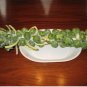BRUSSEL SPROUTS LONG ISLAND Brassica Oleracea - 1,000 Bulk Seeds FJ