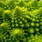 BROCCOLI ROMANESCO Brassica Oleracea - 100 Bulk Seeds FJ BROCCOLI ROMANESCO Brassica Oleracea - 100 Bulk Seeds FJ