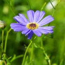 BRACHYCOME BLUE SPLENDOR Brachycome Iberidifolia - 1,000 Bulk Seeds FJ