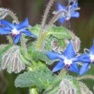 BORAGE ORGANIC Borago Officinalis - 200 Bulk Seeds FJ