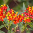 BLOOD FLOWER SCARLET MILKWEED Asclepias Curassavica - 2,500 Bulk Seeds FJ