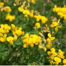 BIRD'S FOOT TREFOIL Lotus Corniculatus- 10,000 Bulk Seeds FJ