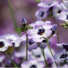 BIRD'S EYE Gilia Tricolor- 20,000 Bulk Seeds FJ