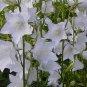 BELLFLOWER WILLOW PEACH LIVED WHITE Campanula Persicifolia - 1,000 Bulk Seeds FJ