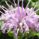BERGAMOT WILD BEE BALM Monarda Fistulosa - 10,000 Bulk Seeds FJ