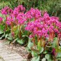 BERGENIA HEARTLEAF PIGSQUEAK Bergenia Cordifolia - 100 Bulk Seeds FJ