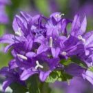 BELLFLOWER SUPERBA Campanula Glomerata - 200 Bulk Seeds FJ