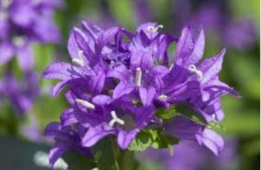 BELLFLOWER SUPERBA Campanula Glomerata - 200 Bulk Seeds FJ