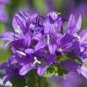 BELLFLOWER SUPERBA Campanula Glomerata - 200 Bulk Seeds FJ
