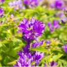BELLFLOWER CLUSTERED Campanula Glomerata Acaulis - 1,000 Bulk Seeds FJ