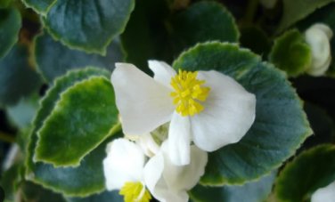 BEGONIA WAX WHITE Begonia Semperflorens - 500 Bulk Seeds FJ